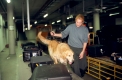 Drogen-Spuerhund beim deutschen Zoll
Arbeit am Flughafen, Abfertigung
Routinekontrolle nach Rauschgiften