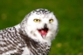 schnee-eule, snow owl,  bubo scandiacus,