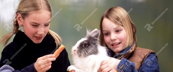 Dwarf Rabbit, Zwergkaninchen