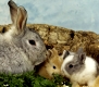 Rabbit, Hauskaninchen, Childrens Pets, Domestic Rabbits, bunny, cony, coney, lapereau, lapin, coneja, conejo, kaninchen, heimkaninchen