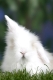 Young Teddy Lop-eared Rabbit, 5 weeks / Teddy-Widderkaninchen, Jungtier, 5 Wochen / Kaninchen