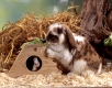 Lop-eared Dwarf Rabbit, Hauskaninchen, Zwergwidderkaninchen