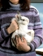 Dwarf Rabbit, Zwergkaninchen, richtiges Hochnehmen von Kaninchen