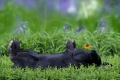 Rabbit, lying on its back   /   Blaues Wienerkaninchen liegt auf dem Ruecken
