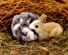 Rabbit, Hauskaninchen, Childrens Pets, Domestic Rabbits, bunny, cony, coney, lapereau, lapin, coneja, conejo, kaninchen, heimkaninchen