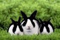 Dutch Rabbit with youngs   /   Hollaenderkaninchen, schwarz, mit Jungtieren