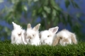 Young Teddy Lop-eared Rabbits, 5 weeks / Teddy-Widderkaninchen, Jungtiere, 5 Wochen / Kaninchen