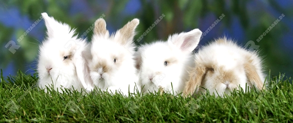 Young Teddy Lop-eared Rabbits, 5 weeks / Teddy-Widderkaninchen, Jungtiere, 5 Wochen / Kaninchen