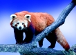 Kleiner Panda / KatzenbÃ¤r
captive