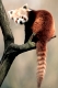 Red Panda   /   (Ailurus fulgens)   /   Kleiner Panda, Katzenbaer