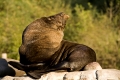 Südafrikanischer Seebär, (Arctocephalus pusillus),  South African Fur Seals,quarreling, Südafrikanische Pelzrobbe, Zwergseebaer, Zwergseebär, Zoo Rostock, Mecklenburg - Vorpommern, Germany, Deutschland, Europa,europe