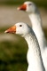 Hausgans, anser anser domestica, Domesticated Goose, Domesticated Fowl