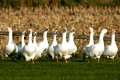 Hausgans, anser anser domestica, Domesticated Goose, Domesticated Fowl