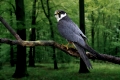 Hobby   /   (Falco subbuteo)   /   Baumfalke
