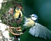 Blaumeise
Jungvogel kurz vor dem Ausfliegen
wird am Flugloch mit einer Raupe gefuettert
