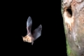 Braunes Langohr, Plecotus auritus, brown long-eared bat