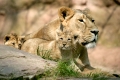 Asiatischer-Löwe, Panthero leo persica, Asiatic Lion, Jungtiere,