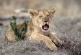 Lion, Loewe, cub.
Panthera leo,
Masai Mara Wildlife Reservation
Kenya, Kenia, Africa, Afrika
