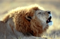 Löwe, Kater
Kenia, Afrika