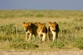 drei junge Loewen, Panthera leo, in der Savanne, Etosha Nationalpark, Namibia, Afrika
three young lions, panthera leo, in the savannah, Etosha National Park, Namibia, Africa