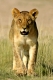 junger Loewe, Panthera leo, in der Savanne, Etosha Nationalpark, Namibia, Afrika
young lion, panthera leo, in the savannah, Etosha National Park, Namibia, Arica