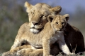 Lion & cub, Lioness
Löwe 
Panthera leo,
Masai Mara, Kenya,