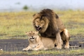 Lion (Phantera leo), Löwe,
Serengeti, Tanzania, Africa.