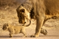 Loewe mit Jungtier,
Panthera leo