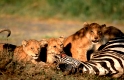 Zebras sind die Lieblingseute der Löwen. Sie ziehen sie allen anderen Beutetieren vor. Gewöhnlich töten nur die Weibchen eines Rudels die Beute.