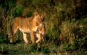 Panthera leo, trägt Jungtier