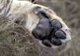 Lion, Loewe,
Panthera leo,
Masai Mara Wildlife Reservation
Kenya, Kenia, Africa, Afrika