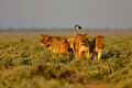 ein Rudel Loewinnen vor der Jagd, Panthera leo, Etosha Nationalpark, Namibia, Afrika
a pack of lioness before the hunt, Panthera leo, Etosha National Park, Namibia, Africa