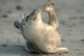 Seehund / Harbor Seal / Phoca vitulinaNationalpark Wattenmeer, Nordsee,Deutschland