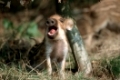 Wild Boar Piglet(s) , Wildschwein Frischling, Sus scrofaSchleswig-Holstein, GermanyBaby Animals, Tierkinder