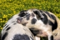 Turpolje-Schweine, ruhend
