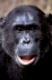 Chimpanzee, Schimpanse, Pan troglodytes, Gombe NP, Tanzania, Afrika, africa