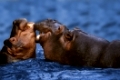 Hippopotamus with young, Hippopotamus amphibius,   Flusspferd mit Jungtier