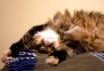 Animals - Pets. Maine Coon cat sleeping in a funny position.