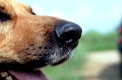 Hundeschnauze / Hundenase
Schaeferhund
