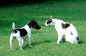 Junger Jack Russel Terrier und Hauskatze
Durch Begegnungen lernen Hunde die Sprache der anderen Tiere 