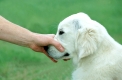 Schnauzgriff beim Labrador-Welpen
Der feste Griff zeigt dem Welpen artgerecht: So geht es nicht!