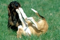 Dackel und Jack-Russel-Welpe
Welpe spielt mit Dackel wirft sich zur Beschwichtigung aber auf den Ruecken (Unterwuerfigkeit). So zeigt der Welpe an 