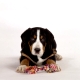 Grosser Schweizer Sennenhund, Welpe mit Spielzeug
Spielaufforderung 