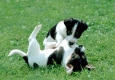 Spielende Jack-Russel-Terrier-Welpen
Im Spiel lernen die Welpen auch die Koerpersprache der Hunde
