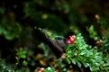 Gruenes Veilchenohr, Colibri thalassinus, saugt Nektar an einer Bluete im Flug, Monteverde Cloud Forest Reserve, Costa RicaGreen Violet-ear, Colibri thalassinus, sucking nectar at a flower in flight, Monteverde Cloud Forest Reserve, Costa Rica