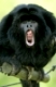 schwarzer bruellaffe, alouatta caraya , black howler monkey, roaring, captive, netherland, holland