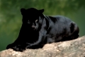 Black Jaguar   /   (Panthera onca)   /   Schwarzer Jaguar