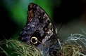 Eulenfalter, Owl Butterfly, Caligo memnon