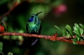 Grün-Veilchenkolibri, Green Violet-ear, Colibri thalassinus sitzt auf Ast