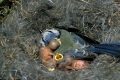 Blaumeisen im Nest, die kleinen Jungen werden gehuddert